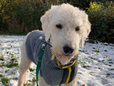 Dougal | Poodle (Standard) Cross | Kenilworth (West Midlands) - 3