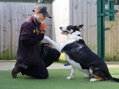 Baxter | Collie (Border) | Leeds - 2