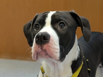 Badger | American Bulldog Cross | Loughborough - 5