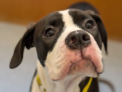 Badger | American Bulldog Cross | Loughborough - 3