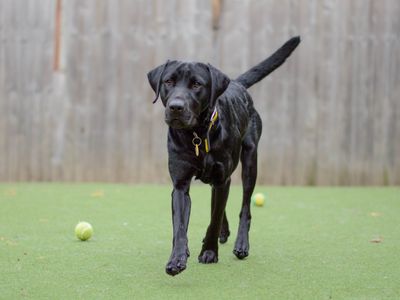 Asher | Retriever (Labrador) | Shoreham (Sussex) - 2