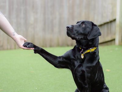 Asher | Retriever (Labrador) | Shoreham (Sussex) - 3