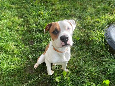 Bowie | Boxer Cross | Bridgend (Wales) - 2