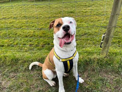 Bowie | Boxer Cross | Bridgend (Wales) - 3