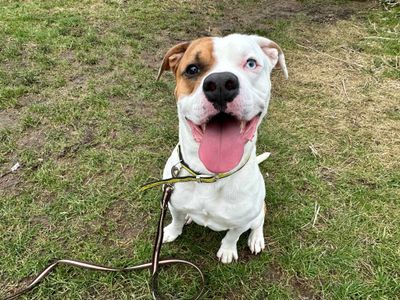 Bowie | Boxer Cross | Bridgend (Wales) - 2