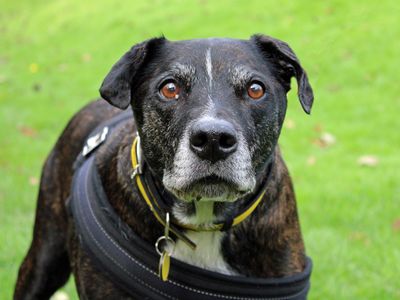 Poppy | Terrier (Staffordshire Bull) Cross | Merseyside (Liverpool) - 1