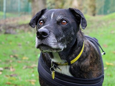 Poppy | Terrier (Staffordshire Bull) Cross | Merseyside (Liverpool) - 3