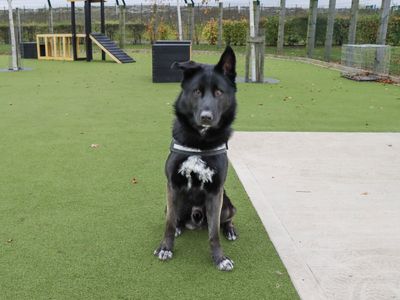 Pablo | German Shepherd Dog Cross | Evesham (Worcestershire) - 5