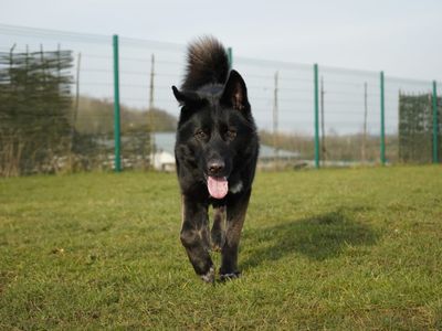 Pablo | German Shepherd Dog Cross | Evesham (Worcestershire) - 3