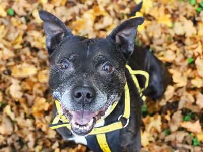 Kai | Terrier (Staffordshire Bull) | Leeds - 3