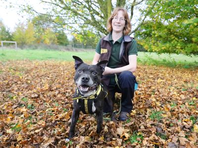 Kai | Terrier (Staffordshire Bull) | Leeds - 2