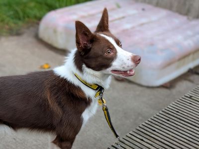 Bart | Collie (Border) Cross | Loughborough - 2