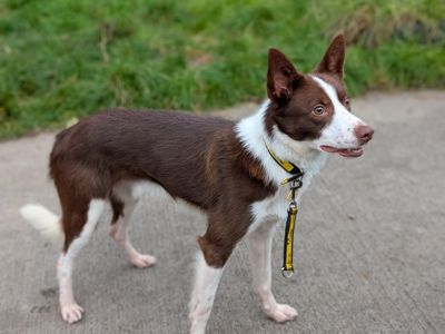 Bart | Collie (Border) Cross | Loughborough - 3