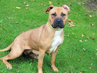 Carla | Terrier (Staffordshire Bull) Cross | Merseyside (Liverpool) - 2