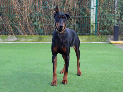 Diana | Dobermann | Darlington - 3