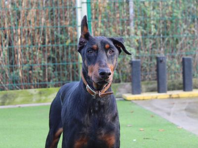 Diana | Dobermann | Darlington - 2