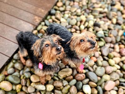 BowBow & Roscoe | Terrier (Yorkshire) | Cardiff - 3