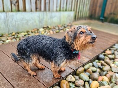 BowBow & Roscoe | Terrier (Yorkshire) | Cardiff - 5