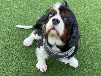 Beatrix | Spaniel (Cavalier King Charles) | Loughborough - 3