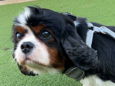 Beatrix | Spaniel (Cavalier King Charles) | Loughborough - 2