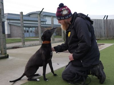 Phoebe | Lurcher | Evesham (Worcestershire) - 5