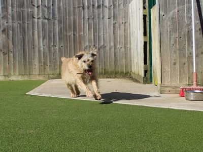 Jakey | Terrier (Border) | Evesham (Worcestershire) - 2