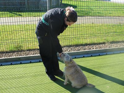 Jakey | Terrier (Border) | Evesham (Worcestershire) - 3