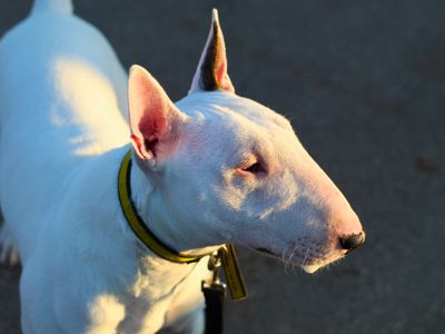 Charlie | Terrier (Bull) | Manchester - 2