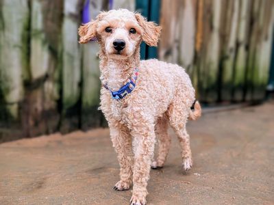 Joey | Poodle | Cardiff - 3