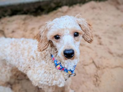 Joey | Poodle | Cardiff - 5