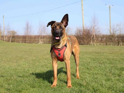 Pixel | Belgian Shepherd Dog (Malinois) | Darlington - 5