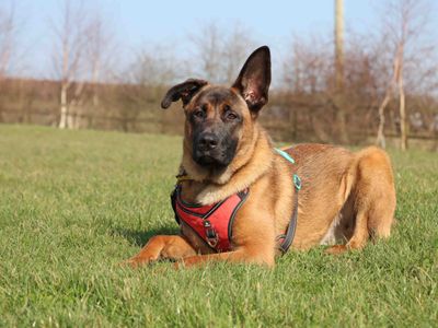 Pixel | Belgian Shepherd Dog (Malinois) | Darlington - 3