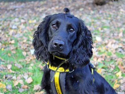 Bertie | Spaniel (Cocker) | Merseyside (Liverpool) - 2