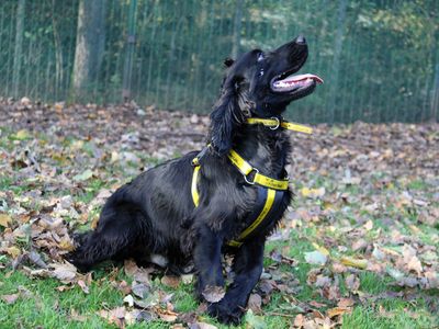 Bertie | Spaniel (Cocker) | Merseyside (Liverpool) - 3