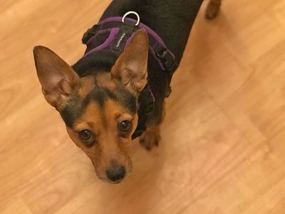 Margaret | Dachshund (Smooth Haired) Cross | Basildon (Essex) - 2