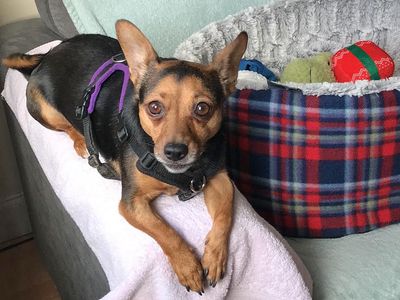 Margaret | Dachshund (Smooth Haired) Cross | Basildon (Essex) - 3