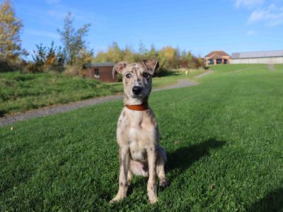 Tony | Lurcher | Darlington - 2