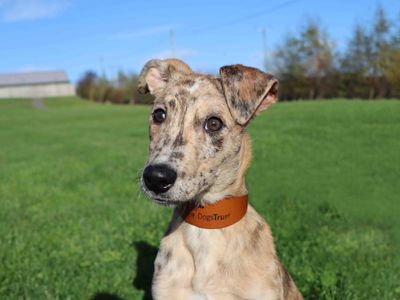 Tony | Lurcher | Darlington - 3