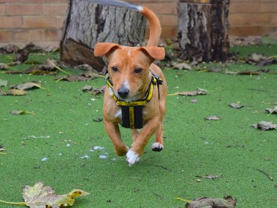 Quinn | Terrier (Jack Russell) | Harefield West London - 2