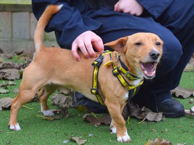 Quinn | Terrier (Jack Russell) | Harefield West London - 3