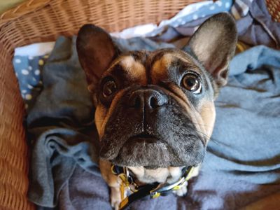 Bonnie | French Bulldog | West Calder (Edinburgh) - 3