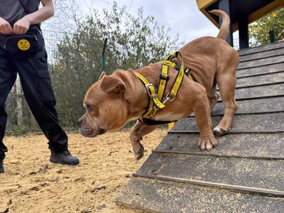 Norris | Terrier (Staffordshire Bull) Cross | Basildon (Essex) - 5