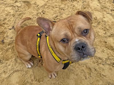 Norris | Terrier (Staffordshire Bull) Cross | Basildon (Essex) - 3