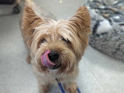 Oscar | Terrier (Yorkshire) | Bridgend (Wales) - 3