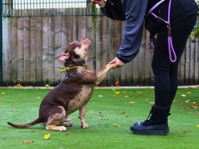 Oreo | American Bulldog | Manchester - 3