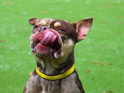 Oreo | American Bulldog | Manchester - 2