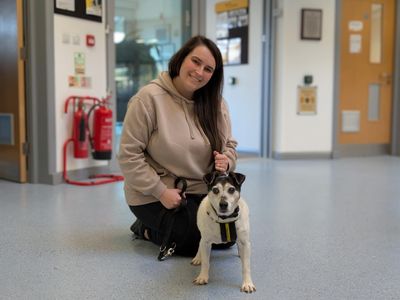 Digger | Terrier (Jack Russell) | Loughborough - 2