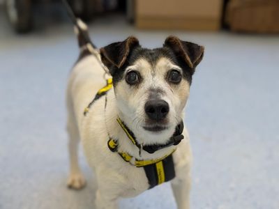 Digger | Terrier (Jack Russell) | Loughborough - 3