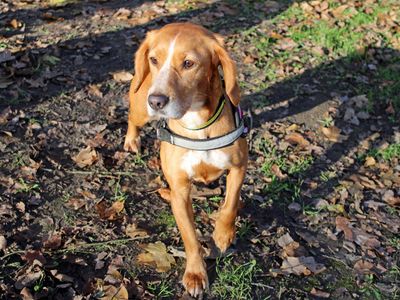 Flo | Beagle Cross | Merseyside (Liverpool) - 2