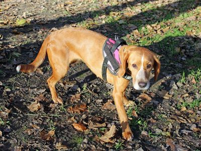 Flo | Beagle Cross | Merseyside (Liverpool) - 3